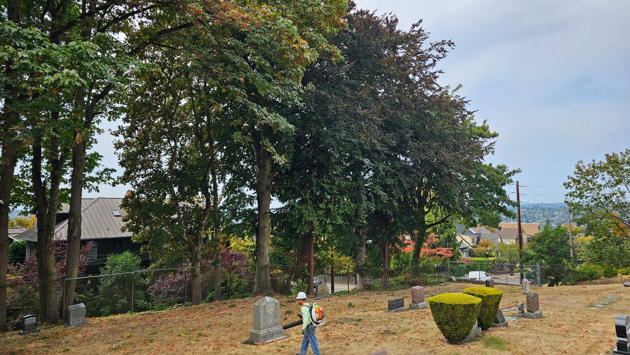 Landscaping worker clearing leaves on a property beneath mature trees